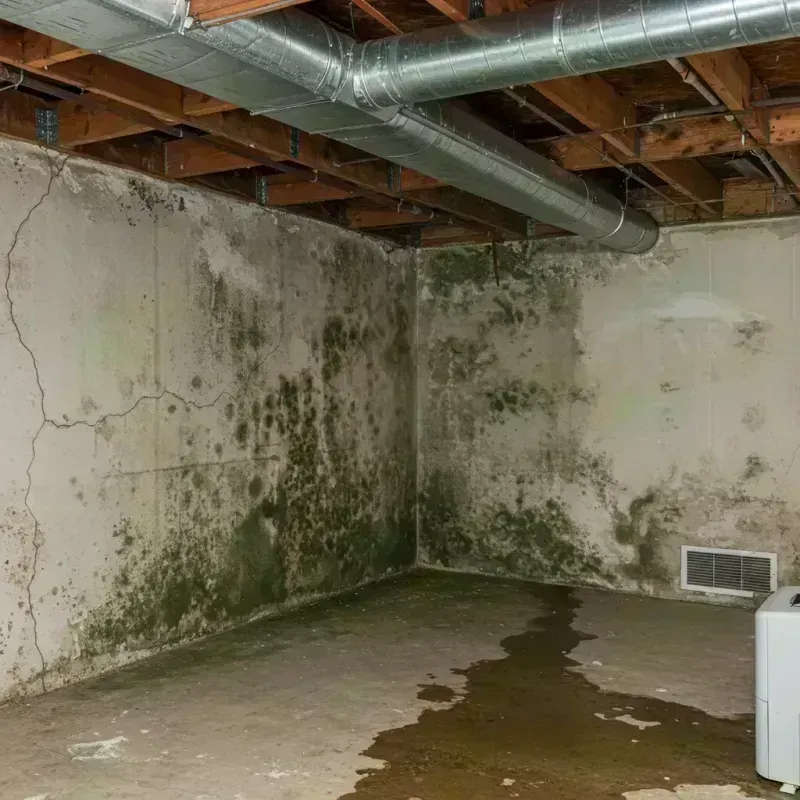 Professional Mold Removal in Bolivar, MO